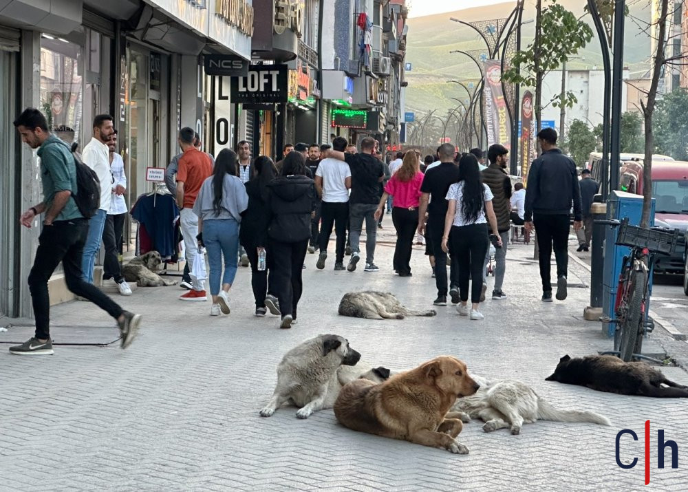 Vatandaslar Tepkili Sokak Kopekleri Bir An Once Toplatilsin