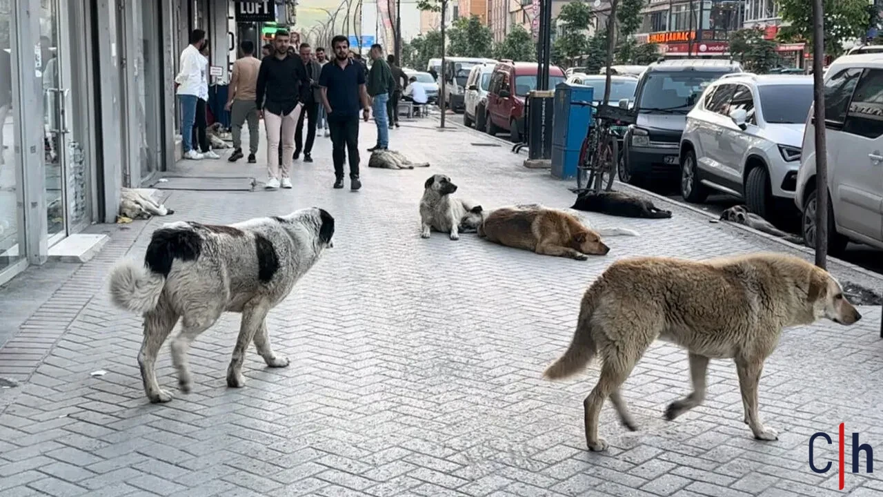 Sahipsiz Kopekler Yuksekova