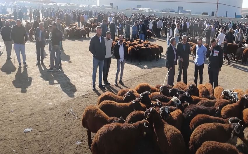 Hayvan Pazarıı 850X527