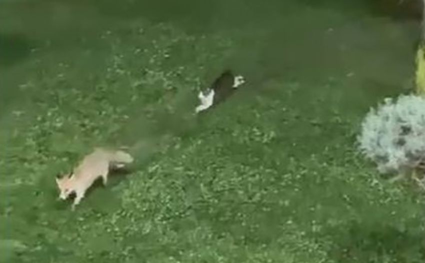 Tilki Kedi Oyun 850X527