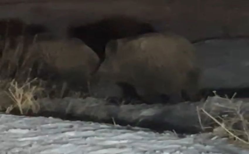 20251120Aw583387 850X527