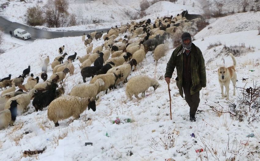 Koyun M N S E T R 850X527