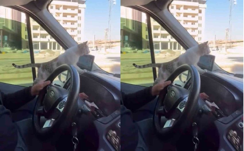 Soguk Kedi Araba 850X527