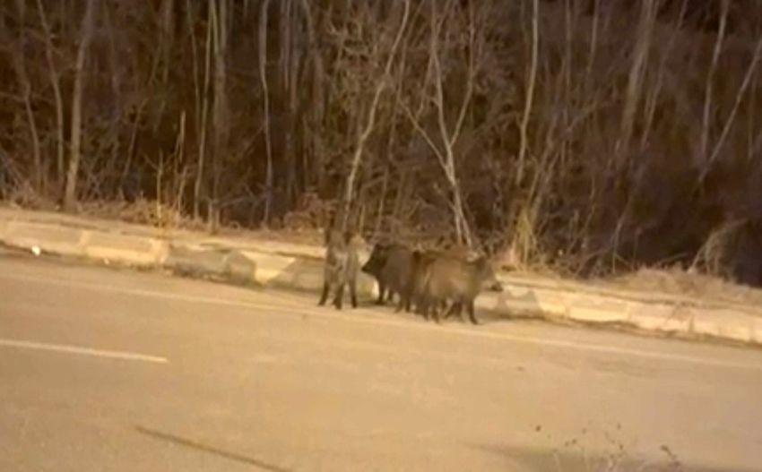 20251212Aw597635 850X527