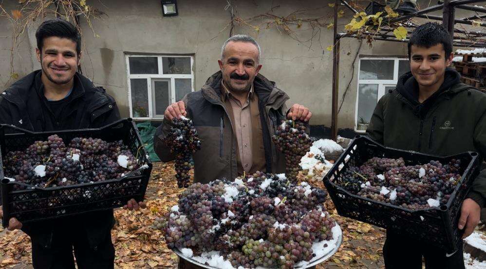 Aktutunde Kislik Uzum Dalindan Koparildi 001