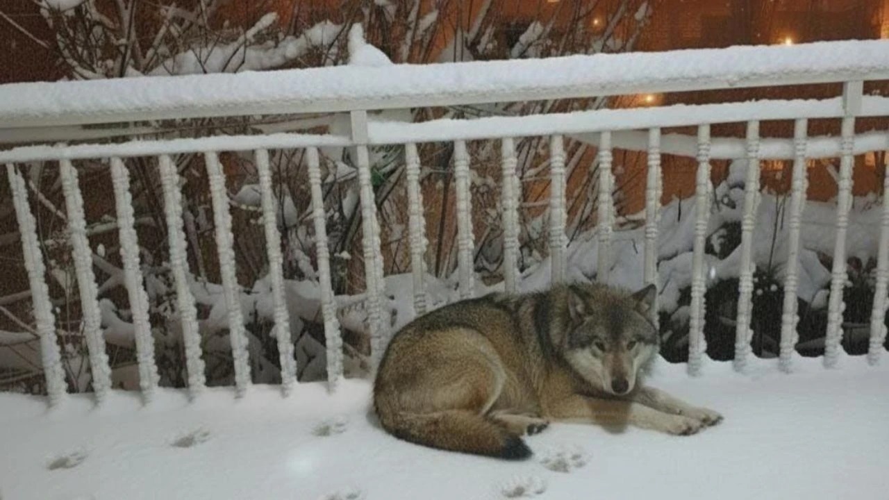 I M G 20251228 114151