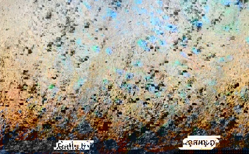 Whatsapp Image 2025 12 29 At 16.10.36 850X527