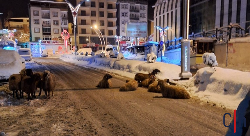 Koyun Elektrik Akımı