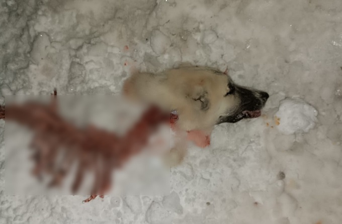 Kurt Köpek Parçalama Çoban