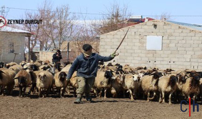 Nordiz Koyunu Nesli Tukeniyor 857X503