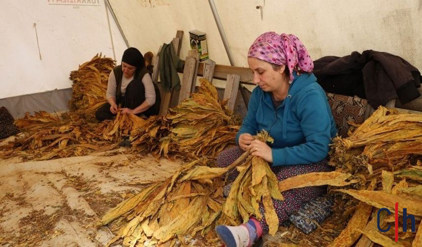 Semsur Tutun1 857X503