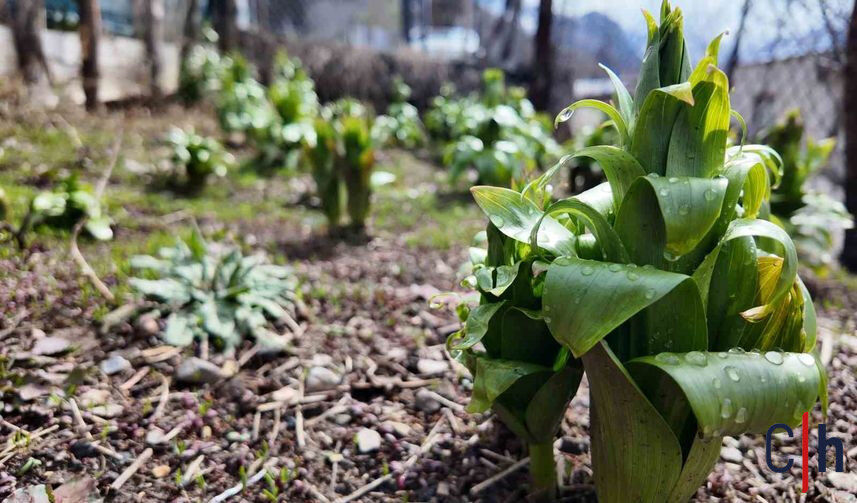 20260331Aw672948 6 857X503