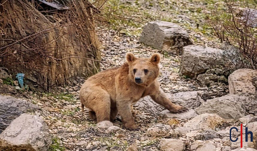 20260402Aw675117 857X503