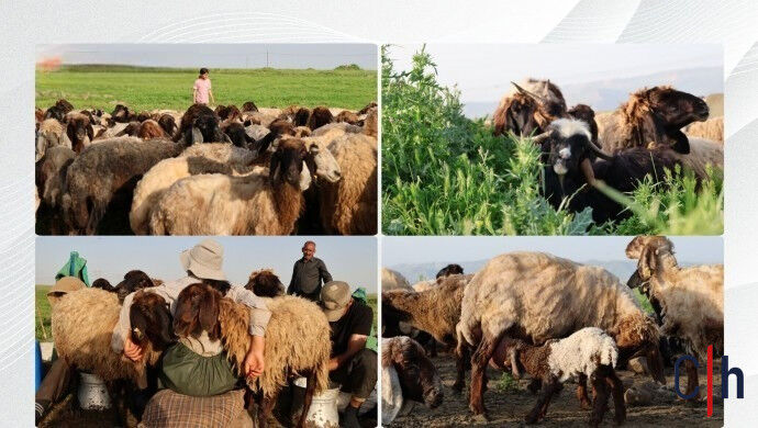 Kocerler Yolculuk Baslamadi