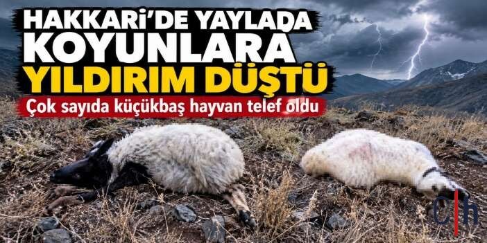Hakkari’de yaylada otlatılan koyunlara yıldırım düştü
