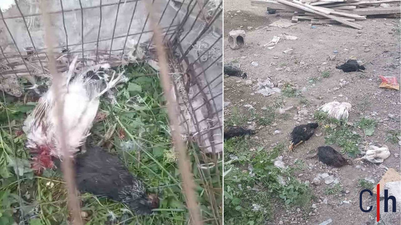 Hakkari'de Başıboş Köpekler 21 Hindi ve Tavuğu Telef Etti
