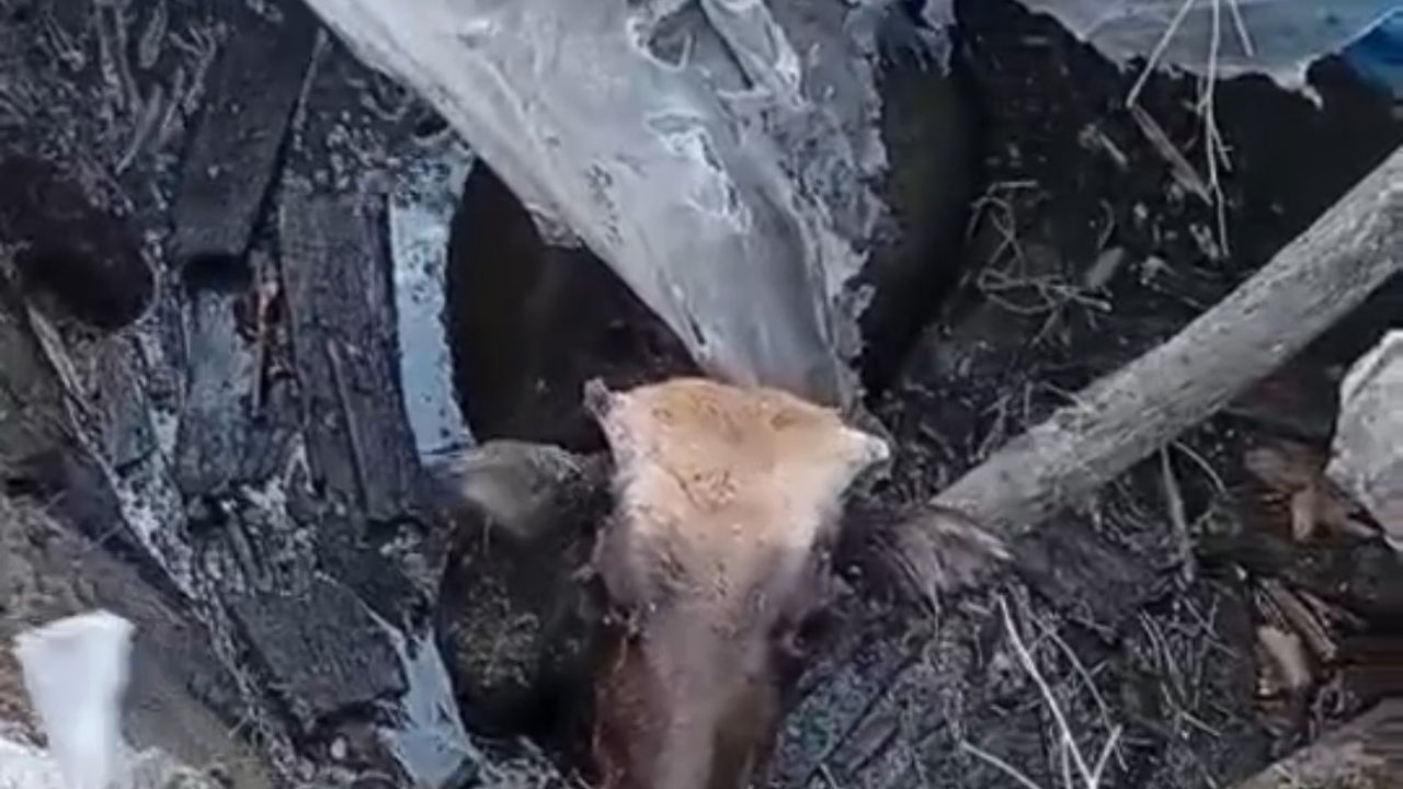 Hakkari'de bataklığa saplanan inek itfaiye ekiplerince kurtarıldı