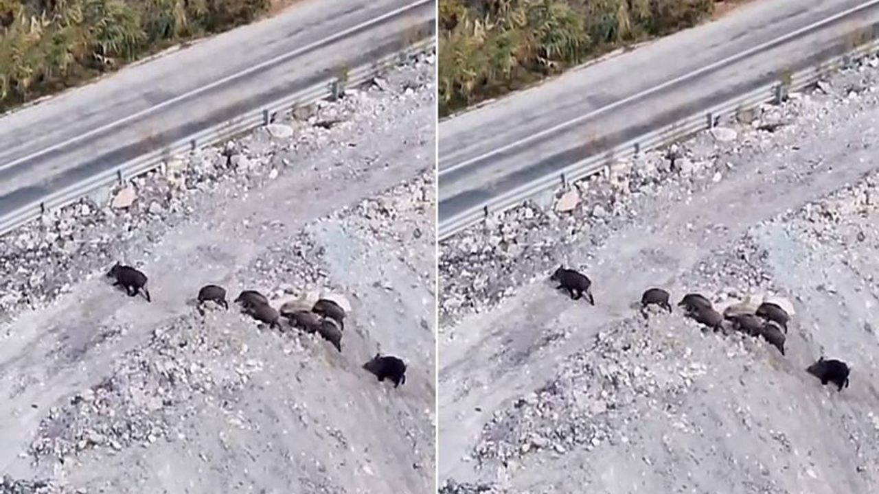 Hakkari’de Köy Yolunda Domuz Sürüsü Görüntülendi