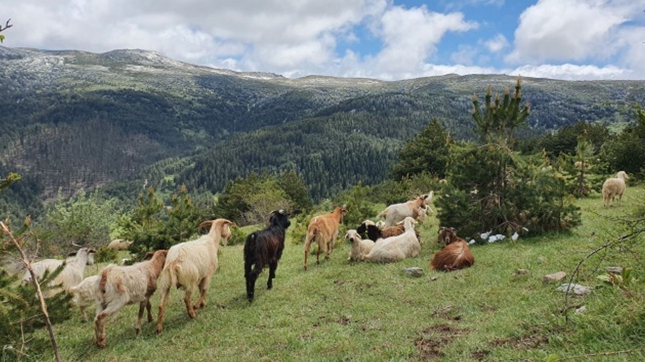 Hakkari’de 2 Koyun ve 9 Kuzu Kayboldu