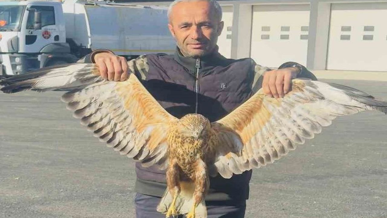 Hakkari'de Yaralı olarak Bulunan Baykuş Tedavi Altına Alındı