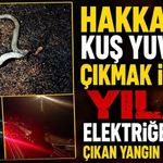 Hakkari’de Direğe Tırmanan Yılan Kısa Devreye Neden Oldu