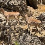 Hakkari’nin ardından Şırnak’ta dağ keçisi sürprizi