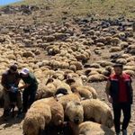 Yaylalarda hayvan sağlığı kontrolü!