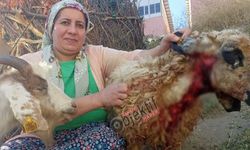 Hakkari'de başıboş sokak köpeklerin saldırısı sonucu 5 koyun telef oldu