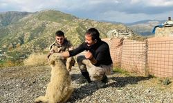 Şemdinli'de yavru köpekler güvenlik güçlerine arkadaş oldu