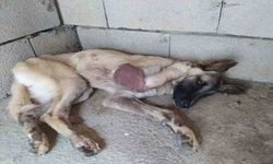 Hakkari'de Ayağı kangren olan köpeğe 1,5 saatlik ameliyat