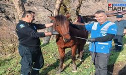 Veteriner ekipleri Kurtların saldırdığı atı tedavi etti