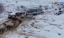 Hakkari'de çöken ahırın altında kalan 40 koyun telef oldu