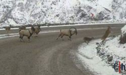Hakkari'de Sürü halindeki dağ keçileri yola indi