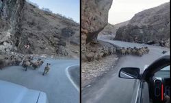 Hakkari karayolunda domuz sürüsü görüntülendi