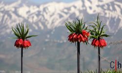 Hakkari'de Ters Lale çiçeğini koparmanın cezası 75 bin lira