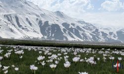 Hakkari'de Bahar Güzelliği: Kardelen ve Çiğdemler Çiçek Açtı
