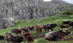 Hakkari'de Aylık 40 Bin TL Maaşla çoban bulunamıyor