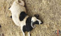 Hakkari'de kurtlar sürüye saldırdı: 60 koyun telef oldu