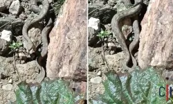 Türkiye’nin en zehirli yılanlarından redde engerek yılanını görüntüledi
