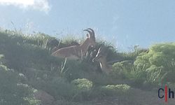 Hakkari Kayak merkezinde dağ keçileri görüntülendi