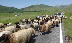 Doğu ve Güneydoğu Anadolu’da Yaylacıların Göçü Başladı