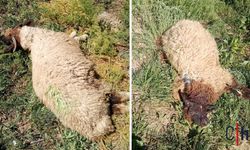 Hakkari'de kurtlar sürüye daldı: 30 koyun telef oldu
