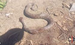 Hakkari'de köylüler dev yılan öldürdü