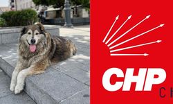 CHP’lilerden sokak hayvanlarını ‘öldürmeyi’ öngören yasa teklifine tepki: Esarete ve ölüme karşı oyum hayır