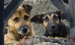 Düzenleme onaylandı.. Köpekleri öldürmeyen belediyecilere 2 yıla yakın hapis cezası alacak