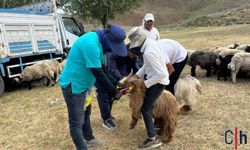 Hakkari'de Hayvan Sağlığı İçin Küpeleme ve Aşılama Çalışmaları Aralıksız Devam Ediyor