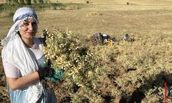 Hakkari'de Nohut Hasadına Başlandı