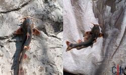 Hakkari'de nadir görülen "İğneli bodur yayın balığı" balıkçıların ağına takıldı