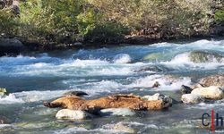 Hakkari'de Kaçak Avcılar Tarafından Koruma Altındaki Boz Ayı Öldürüldü