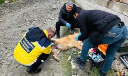 Hakkâri Belediyesi, Sokak Hayvanları İçin Seferber Oldu